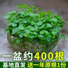 铜钱草水培植物盆栽室内小绿植，花卉水养金钱，草籽水生四季好养带叶