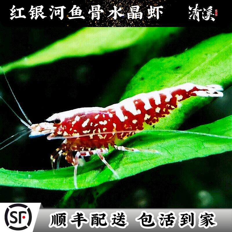 精选红银河水晶虾鲜活到家淡水鱼缸观赏虾粮草缸工具清洁除藻包邮