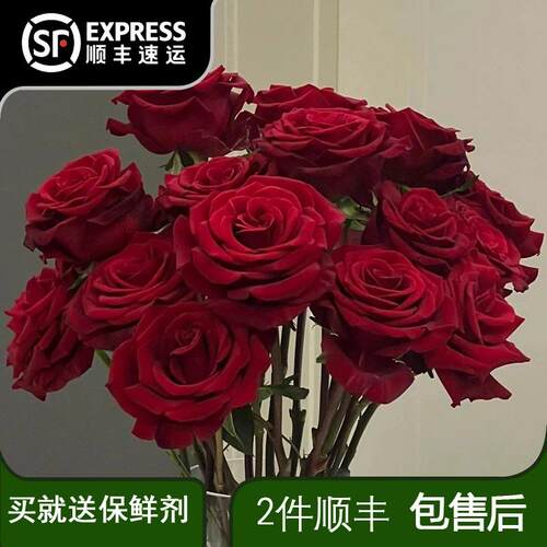 红玫瑰云南昆明鲜花基地直发玫瑰花水养鲜切花花材直家用插花