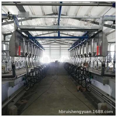 红外线电子计量挤奶机 并列式自动脱杯奶厅挤奶设备 全自动挤奶机