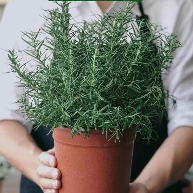 迷迭香苗盆栽可食用驱蚊植物香草花卉绿植室内煎牛排薄荷苗水培 鲜花速递/花卉仿真/绿植园艺 造型盆景 原图主图