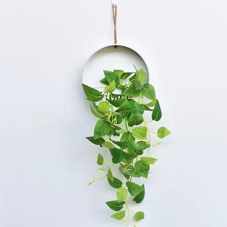 长版黄金葛+白