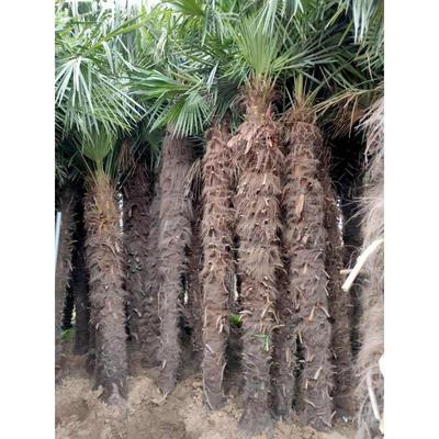盆栽棕榈树苗蒲葵苗棕树苗室内绿植扇子树苗庭院四季常青植物盆栽