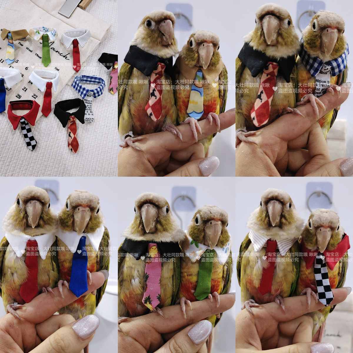 鸟用项圈颈环鹦鹉衣服领结假领子可调节虎皮牡丹玄凤宠物小鸟领结