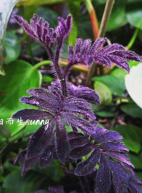 南美原生茄科solanum uleanum 厄瓜多尔茄 紫色爬藤类植物