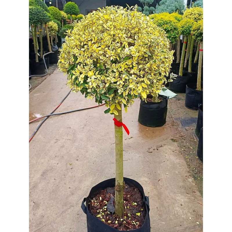 花园花镜植物亮晶女贞棒棒糖川滇蜡树小叶亮金女贞造型树