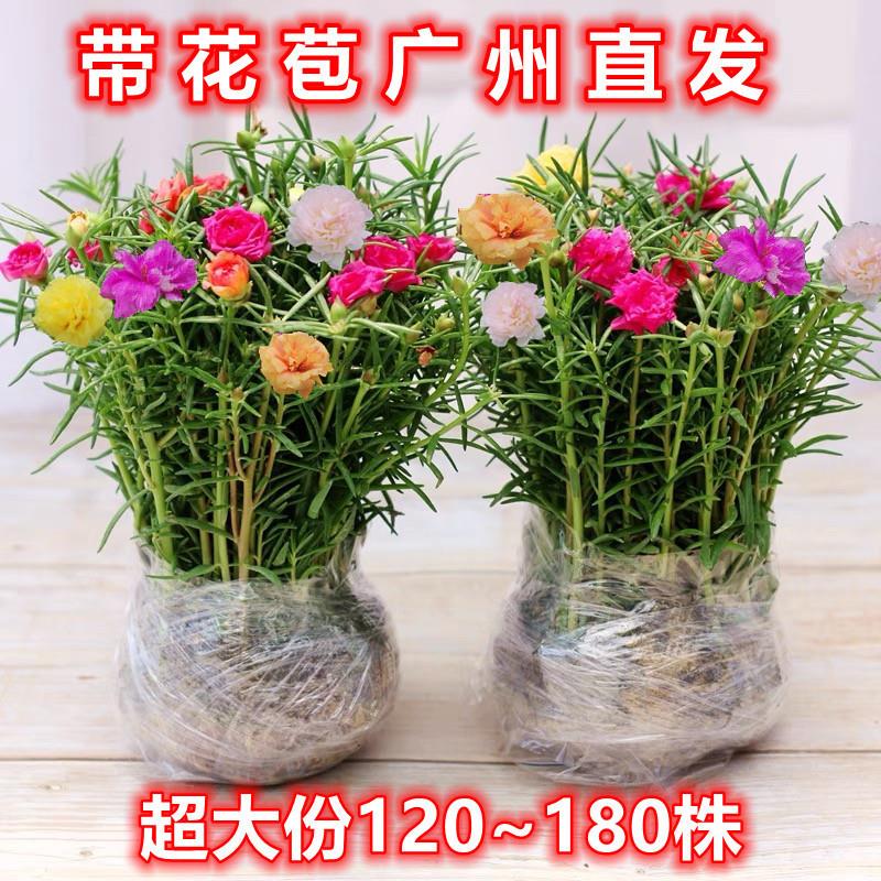 太阳花盆栽多色重瓣带花苞带根室外花卉宿根盆景植物
