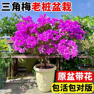 重瓣三角梅盆栽带花阳台庭院植物花卉大全四季开花好养活绿樱树苗