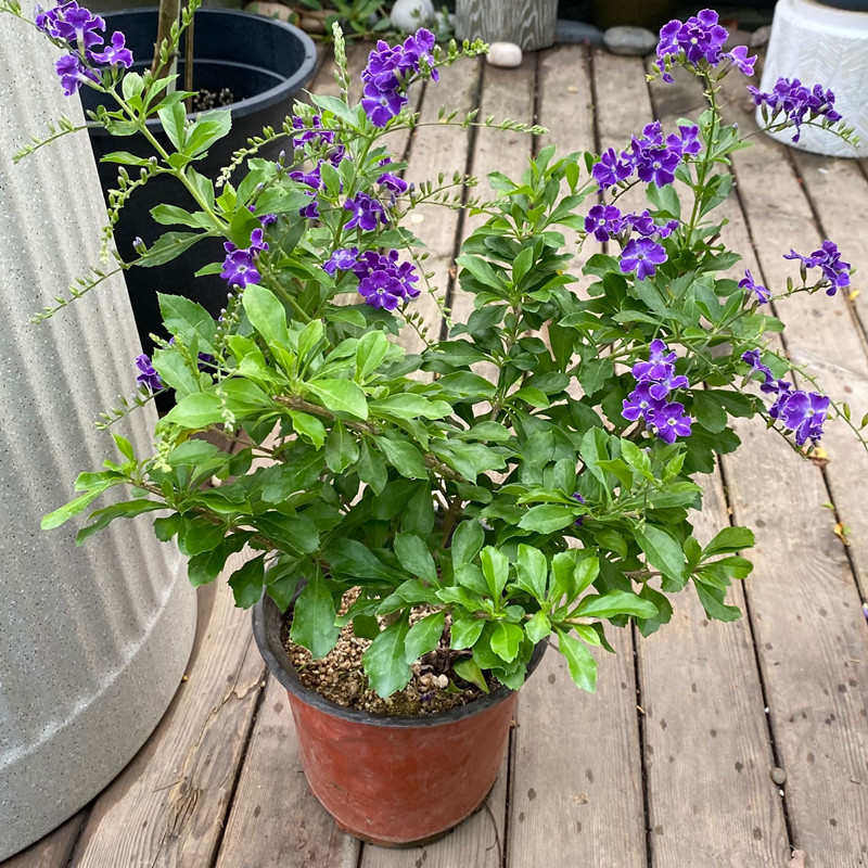 巧克力紫金露花花苗台湾连翘多年生常绿灌木庭院篱笆墙植物包邮