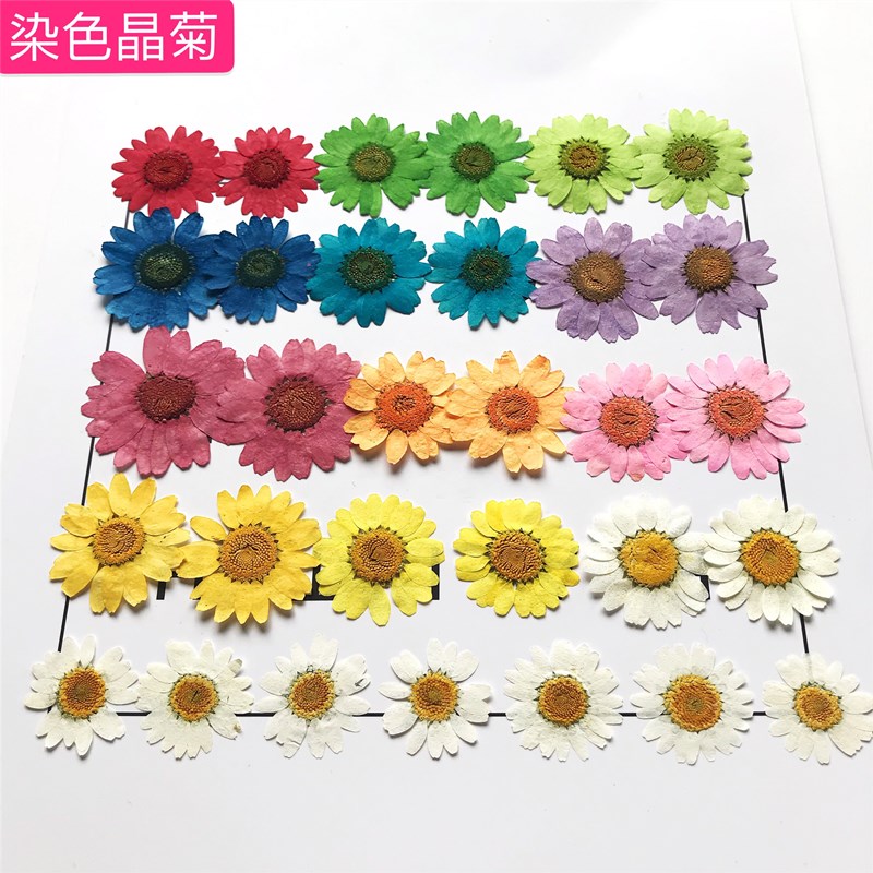 花饰品红妆晶flowers菊 雏菊机壳干花胶网押白pressed手diy滴手工