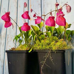 奎尔奇狸藻-Utricularia quelchii（兰花狸藻组-树附生）