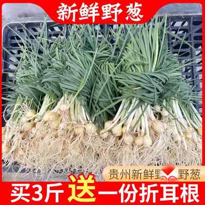 贵州新鲜土特产现挖野葱野菜野蒜苦蒜小根蒜香葱现挖现发500g包邮