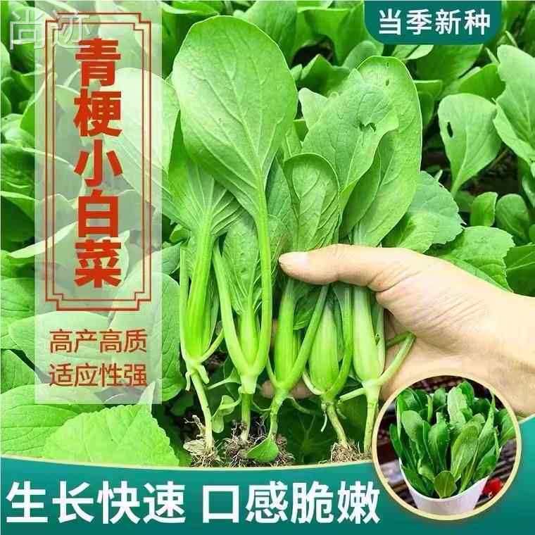 高梗白青菜种子长杆白菜种籽高梗青高杆小白菜腌制酸菜大田蔬菜孑