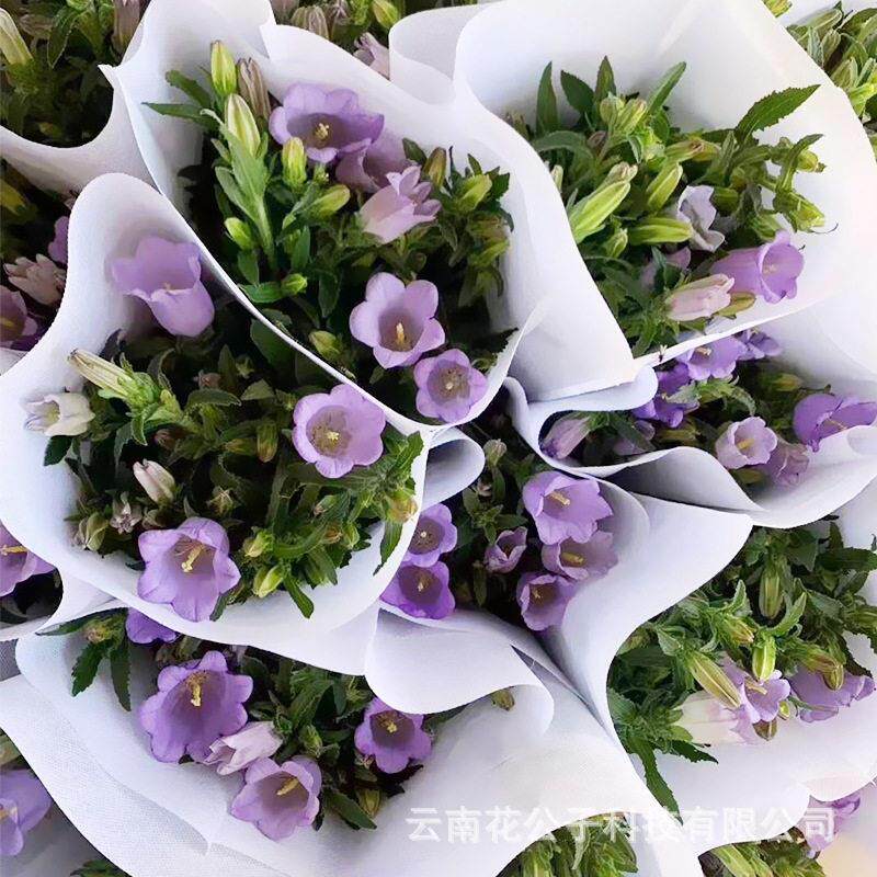 风铃花鲜花云南鲜花基地直批花店婚庆摆摊花束花艺沙龙花篮插花