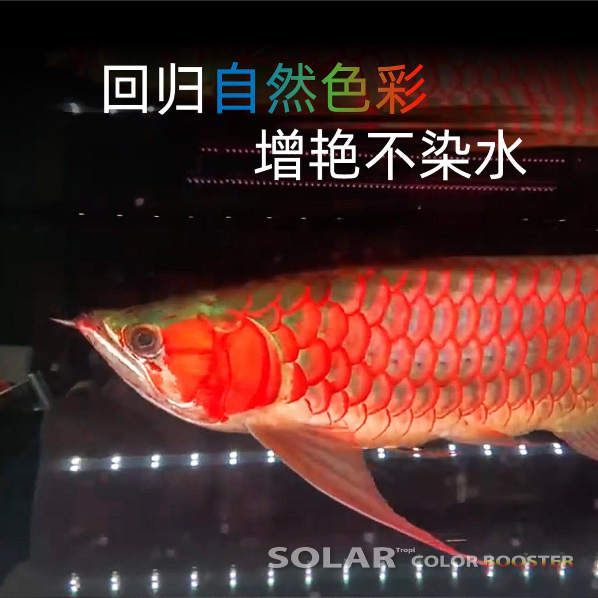 尼奥SOLAR雷龙鱼专用灯日光发色灯防水灯LED鱼缸灯金鱼增艳增色