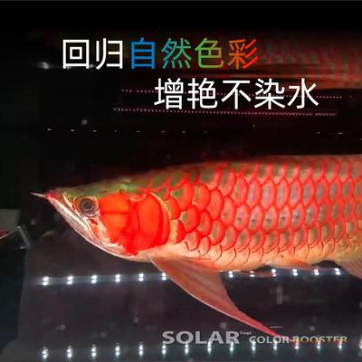 发专用增灯水灯灯日光尼奥鱼缸金鱼led艳增色防solar鱼雷龙色灯