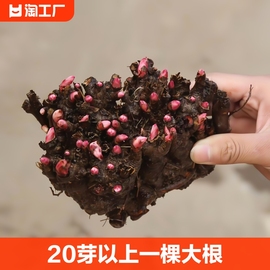 芍药花苗根块四季开花花卉带芽重瓣花根阳台盆栽庭院植物园艺种植