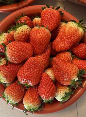 Z655塑料脸盆2斤装3斤装5斤装10斤装草莓脸盆水果脸盆草莓盆小号