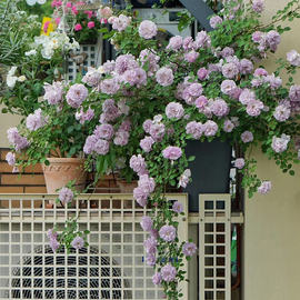 藤本月季天狼月季 蓝色阴雨龙沙宝石月季庭院花园植物花卉