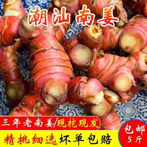 南姜新鲜潮汕老姜现挖现发正宗山姜卤味炖羊肉火锅去膻提味调味品