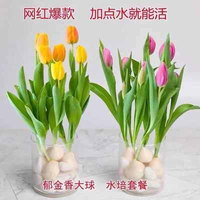 网红水培郁金香 5颗球植物室内外水养耐寒四季好养活重瓣花卉盆栽