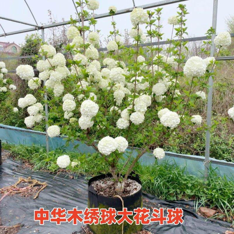 中华木绣球树苗盆栽大花斗球花庭院木本绣球花苗地栽风景植物耐寒