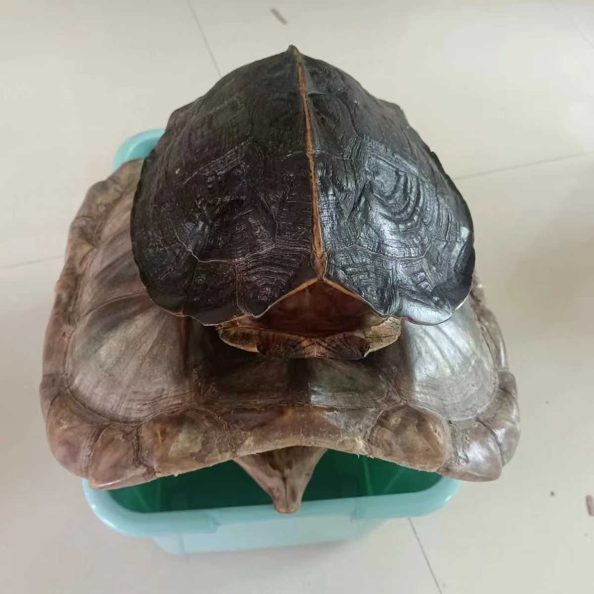 文玩干净真乌龟壳把玩盘玩手把件天然完整真龟甲家居摆件挂件包邮