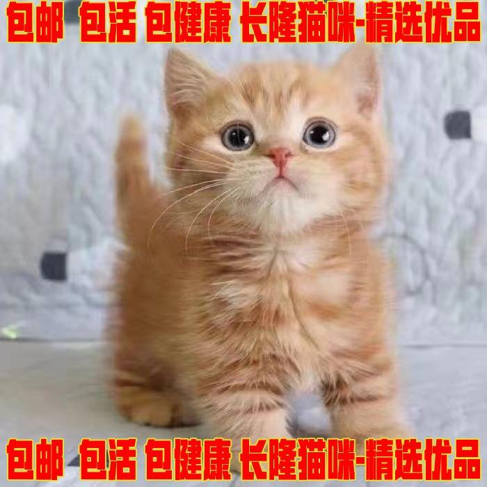 中华田园猫橘猫狸猫黑白猫
