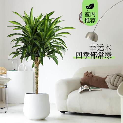 幸运木盆栽巴西木香龙血树办公室内客厅净化空气绿植好养大型植物
