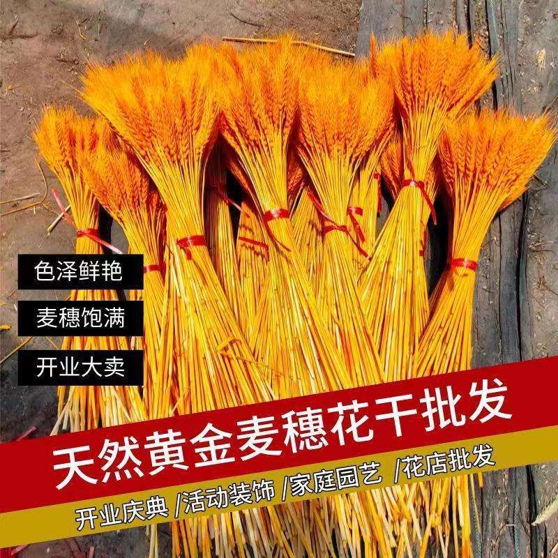 摆件天然干花插花119开业大麦花束黄金束大卖收藏人1花篮麦穗