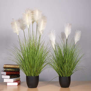 120cm苇草芦草/盆栽芦苇草仿90盆景植物仿真真草蒲草洋葱假洋葱