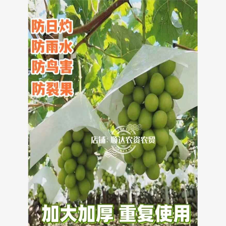 葡萄伞罩遮阳纸阳光玫瑰伞袋专用防日灼水鸟裂夏黑套袋纸帽修穗剪