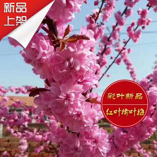 南北方耐寒庭院花卉 红叶榆叶梅地栽 易成活花灌木榆叶梅花苗盆栽