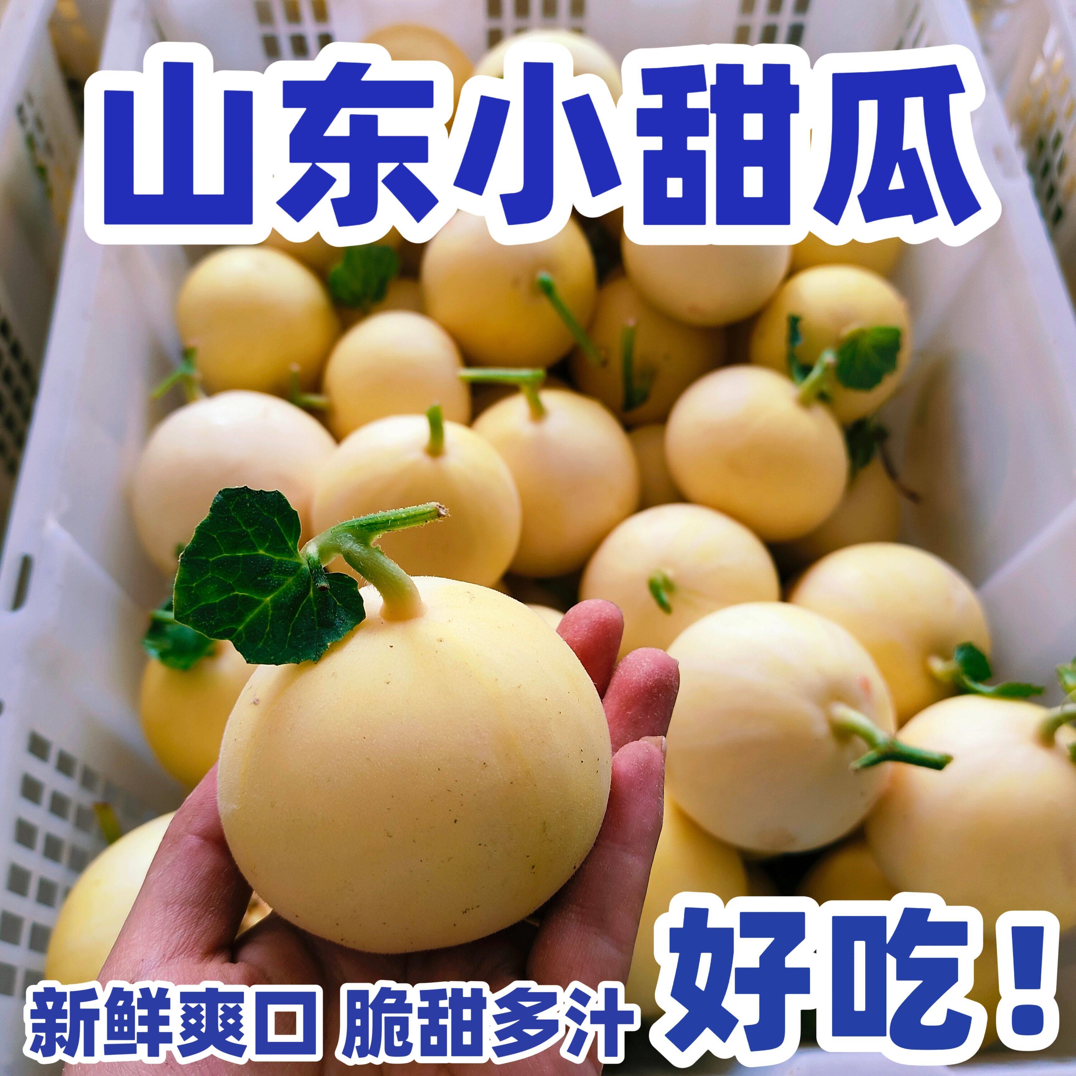 山东甜瓜小蜜蜂星甜20新鲜香瓜蜜瓜当季水果孕妇蜜甜瓜奶香头茬