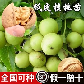 核桃苗8518嫁接苗特大薄皮，核桃树苗南北方，四季种植果树苗当年结果