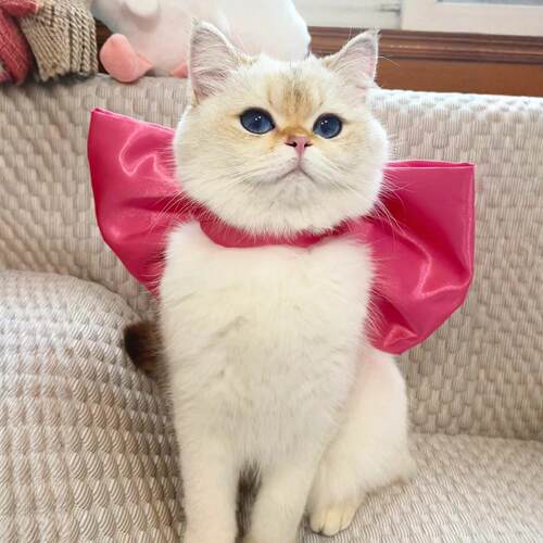 猫咪围脖宠物口水巾围兜小配饰衣服装饰项圈玛丽猫蝴蝶结脖0824k