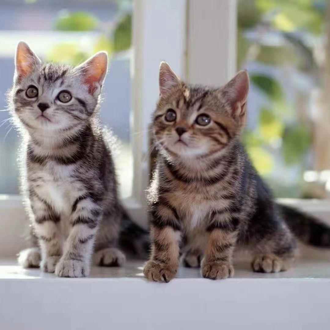 猫猫真猫小猫2-3个月小奶猫活体幼崽橘猫橘白猫三花猫狸猫捉鼠猫