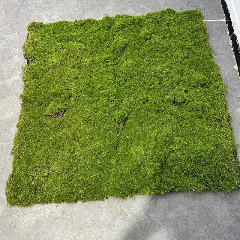 仿真苔藓植物造景摄影盆景环境装饰人造草皮植绒青苔绿植苔藓地毯