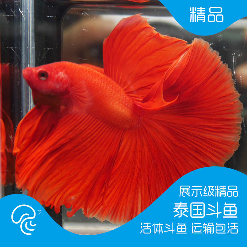 泰国半月斗鱼活体月光斗鱼视频选鱼精品展示级大耳观赏进口热带鱼