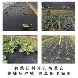 家庭菜园种菜打孔降布除草透湿透水气农用地ZPG膜保绿色环保可解