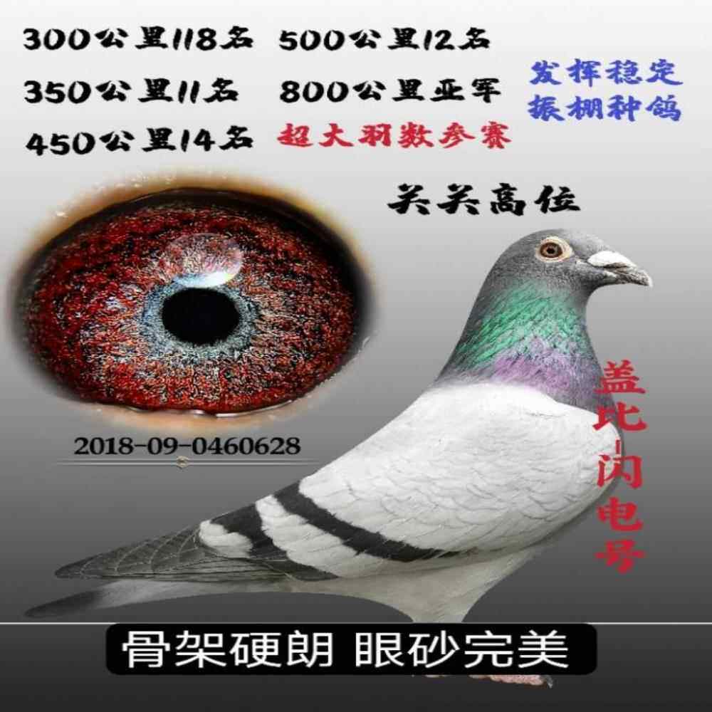 成绩鸽公棚天落鸟幼鸽原环大鼻子种鸽鸽王冠军千公里冠军幼鸽