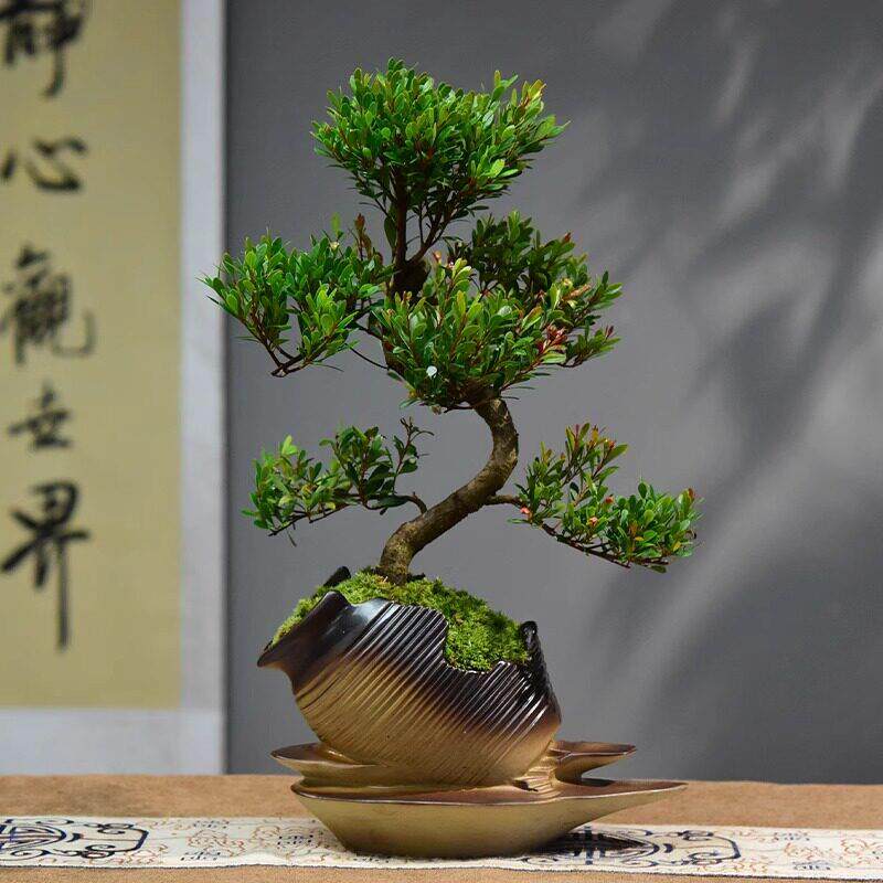 金丝楠木小叶赤楠盆景室内绿植盆栽老桩客厅茶室办公桌面摆件好养