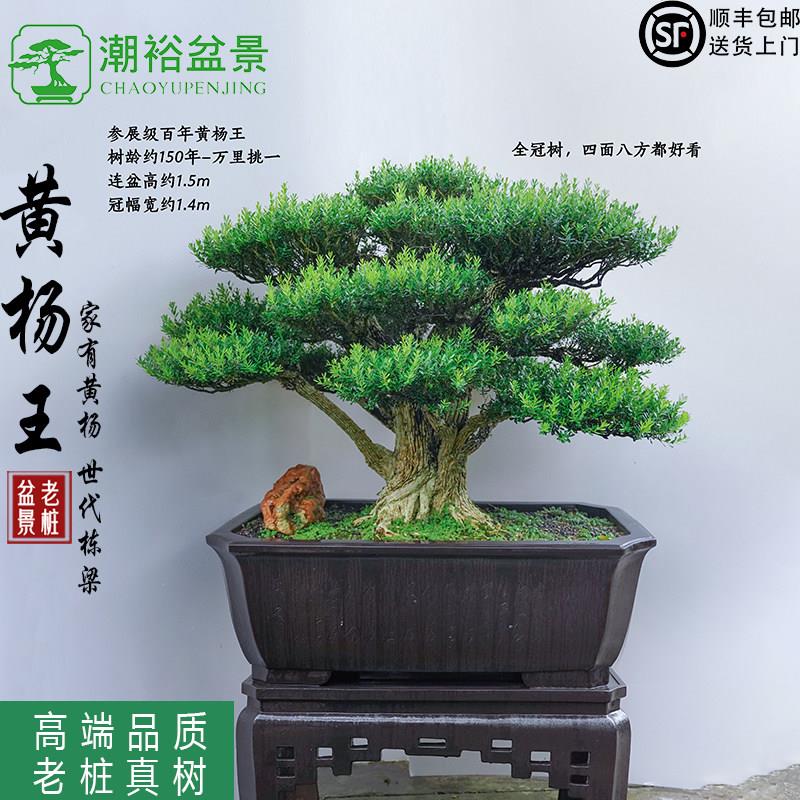 黄杨盆景老桩独杆米叶矮霸名贵树苗好养大叶精品大树庭院造型树