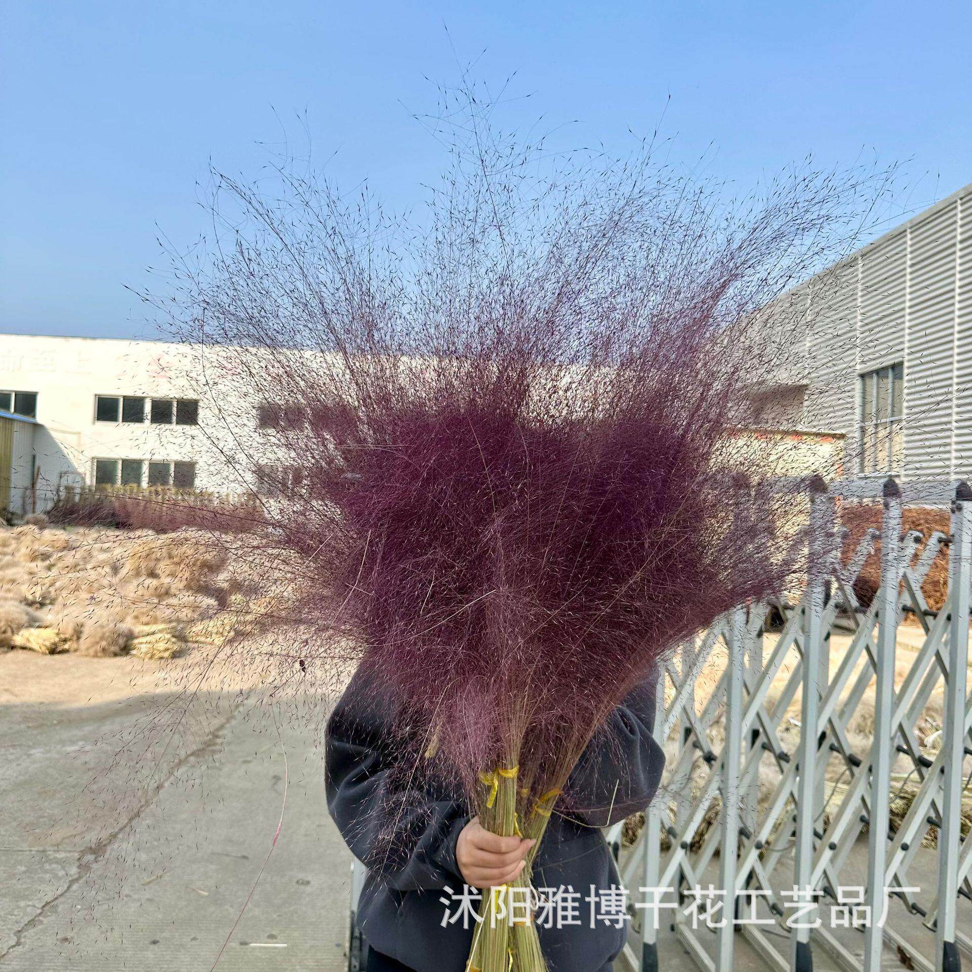 网红粉黛乱子草干花染色会场布置婚礼新年装饰客厅摆设摆拍背景