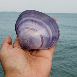 天然超大海螺贝壳，紫蛤贝鱼缸珊瑚造景，海洋生物标本送孩子同学礼物