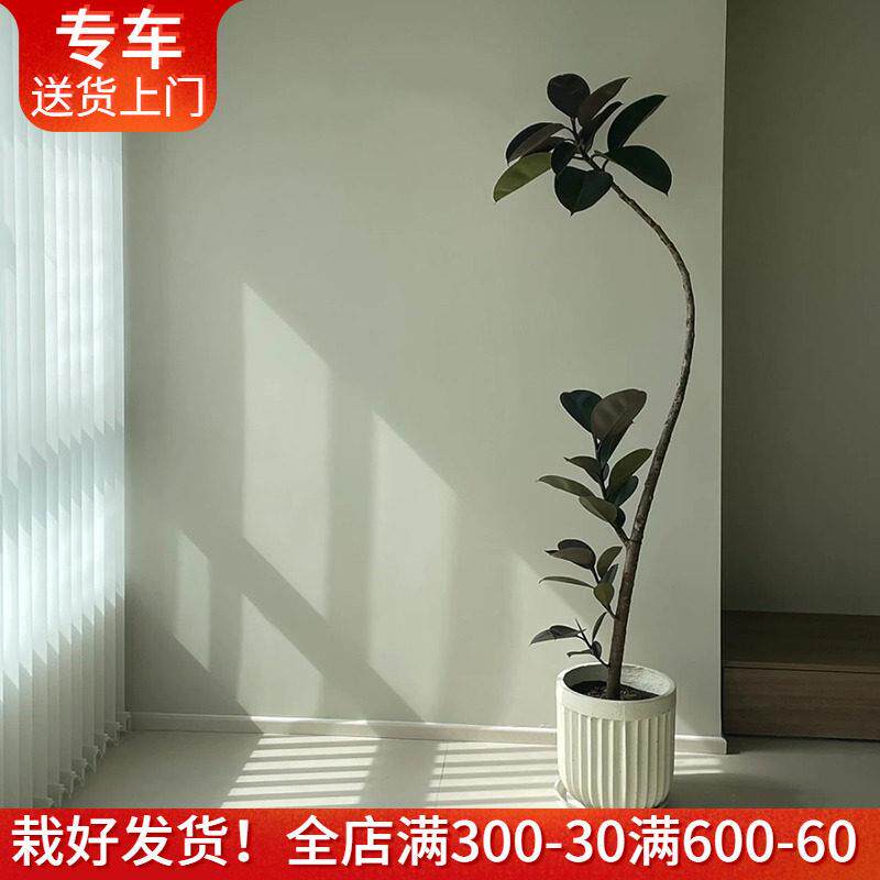 造型橡皮树黑金刚盆栽 好养室内植物娃娃朱蕉 办公室阳台客厅绿植