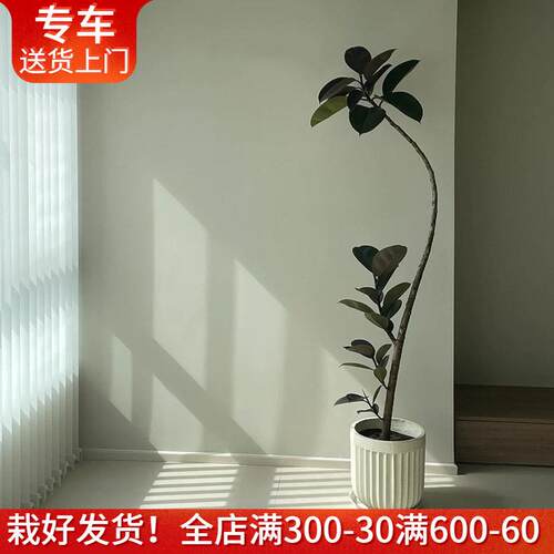 造型橡皮树黑金刚盆栽 好养室内植物娃娃朱蕉 办公室阳台客厅绿植
