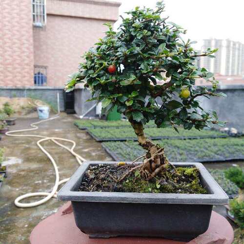 掌上绿植盆栽桌NPR面老树阳台观叶开花桩化挂建果提根净空气福茶