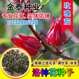 洛神花种子 玫瑰茄种子 阳台花卉盆栽花种子 玫瑰花种子洛神花籽