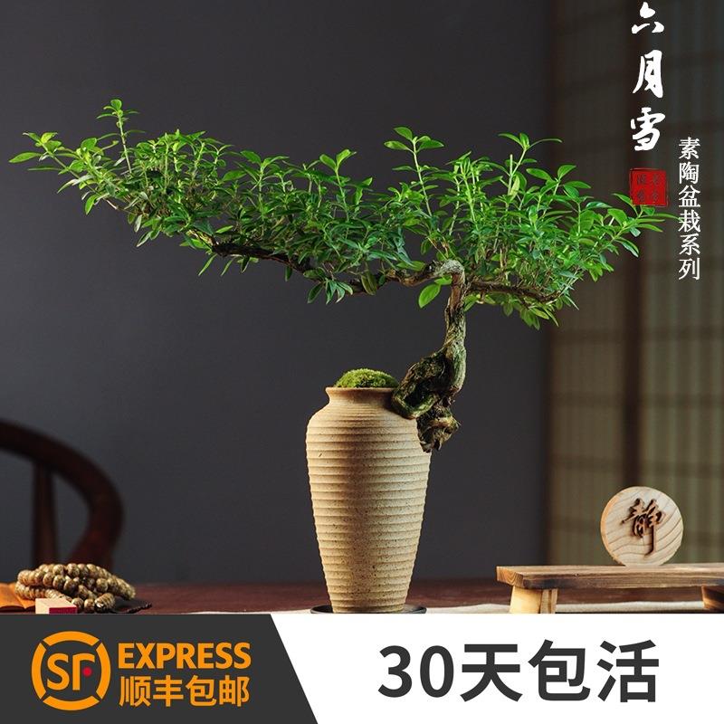六月雪真盆景室内悬崖式植物造型摆件中式茶室阳台绿植花卉盆栽